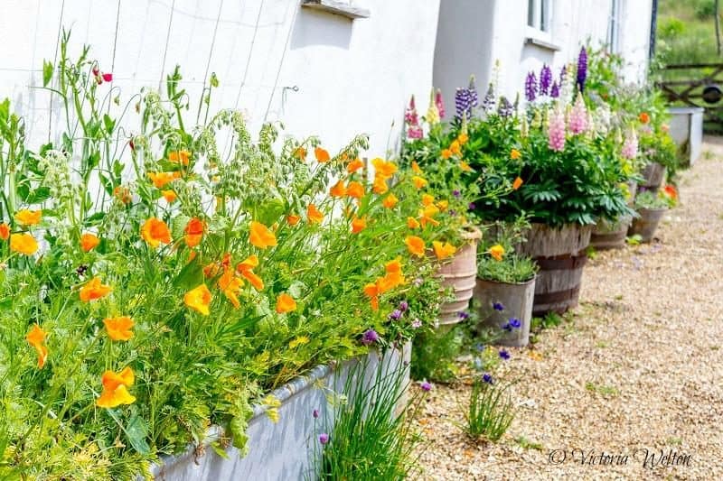 The Gardens at River Cottage 1