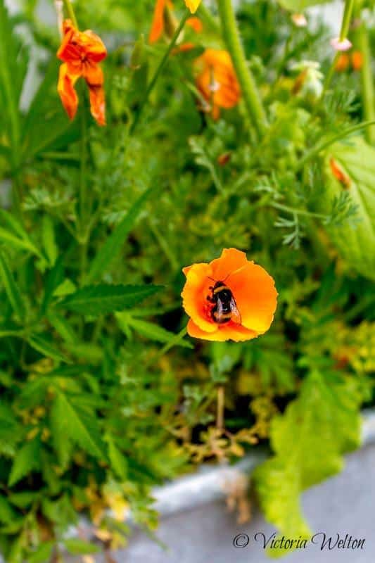 The Gardens at River Cottage 5