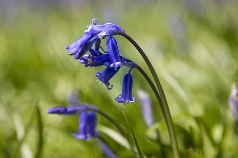 Bluebells at Blackbury Camp, Devon