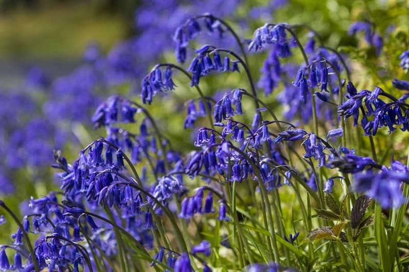 If you are looking for huge carpets of bluebells, then I totally recommend Blackbury Camp in Southleigh, Devon for a family picnic and photo opportunity. Read more over on my blog post.