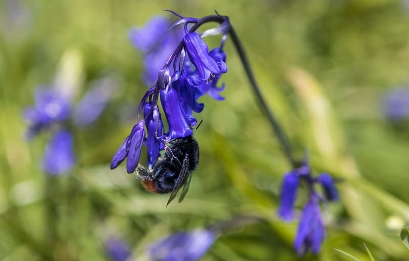If you are looking for huge carpets of bluebells, then I totally recommend Blackbury Camp in Southleigh, Devon for a family picnic and photo opportunity. Read more over on my blog post.