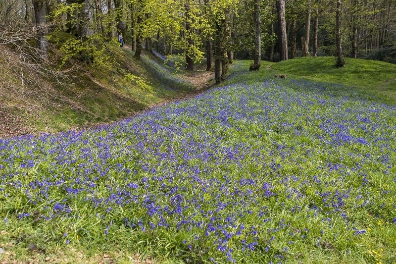 If you are looking for huge carpets of bluebells, then I totally recommend Blackbury Camp in Southleigh, Devon for a family picnic and photo opportunity. Read more over on my blog post.