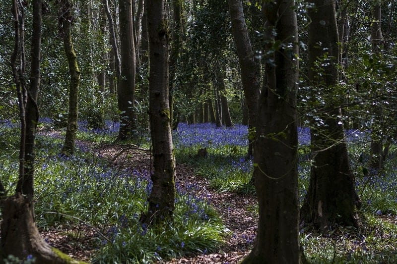 If you are looking for huge carpets of bluebells, then I totally recommend Blackbury Camp in Southleigh, Devon for a family picnic and photo opportunity. Read more over on my blog post.